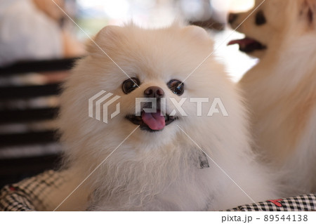 可愛い白いポメラニアン 89544138