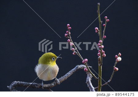 早春の庭にある梅の木に来たメジロたちの色んな面白い表情や仕草 89544175