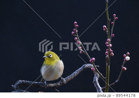 早春の庭にある梅の木に来たメジロたちの色んな面白い表情や仕草 89544178