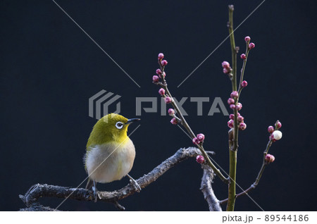 早春の庭にある梅の木に来たメジロたちの色んな面白い表情や仕草 89544186