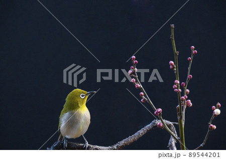 早春の庭にある梅の木に来たメジロたちの色んな面白い表情や仕草 早春の庭にある梅の木に来たメジロたちの色んな面白い表情や仕草 89544201