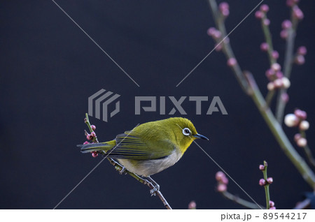 早春の庭にある梅の木に来たメジロたちの色んな面白い表情や仕草 早春の庭にある梅の木に来たメジロたちの色んな面白い表情や仕草 89544217