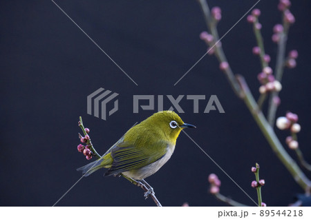 早春の庭にある梅の木に来たメジロたちの色んな面白い表情や仕草 89544218