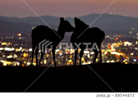 奈良の鹿 89544873