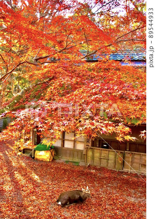 奈良の鹿 89544933