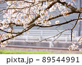 【八頭町】桜と線路 89544991
