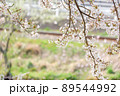 【八頭町】桜と線路 89544992