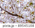 【八頭町】桜 89545108