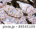 【八頭町】桜 89545109