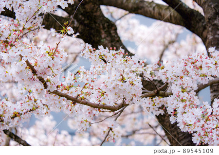 【八頭町】桜 89545109