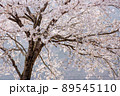 【八頭町】桜 89545110