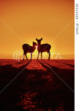 奈良の鹿 89545336