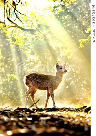 奈良の鹿 奈良の鹿 89545344