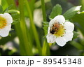 いちごの花とミツバチ 89545348