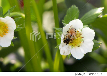 いちごの花とミツバチ 89545348
