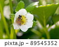 いちごの花とミツバチ 89545352