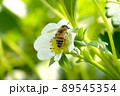いちごの花とミツバチ 89545354