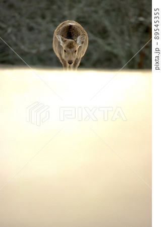 奈良の鹿 89545355