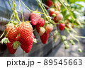 いちご狩り 89545663