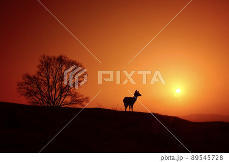 奈良の鹿 奈良の鹿 89545728