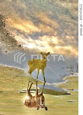奈良の鹿 奈良の鹿 89545822