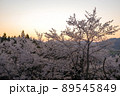【八頭町】天満山公園の桜 89545849