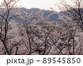 【八頭町】天満山公園の桜 89545850