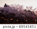 【八頭町】天満山公園の桜 89545851