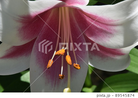 ユリの花が華やかな可睡ゆりの園 ユリの花が華やかな可睡ゆりの園 89545874