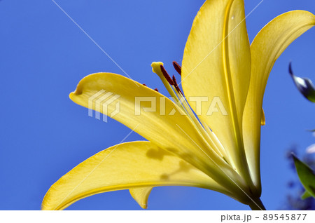 ユリの花が華やかな可睡ゆりの園 ユリの花が華やかな可睡ゆりの園 89545877