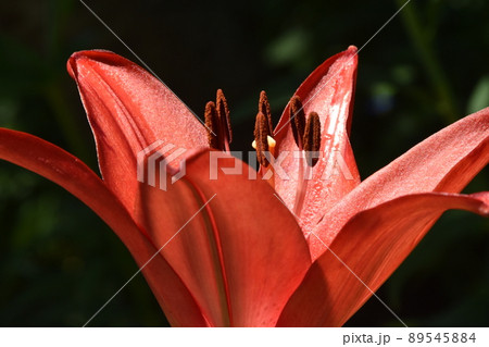 ユリの花が華やかな可睡ゆりの園 89545884