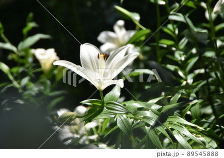 ユリの花が華やかな可睡ゆりの園 89545888