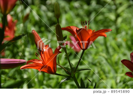 ユリの花が華やかな可睡ゆりの園 ユリの花が華やかな可睡ゆりの園 89545890