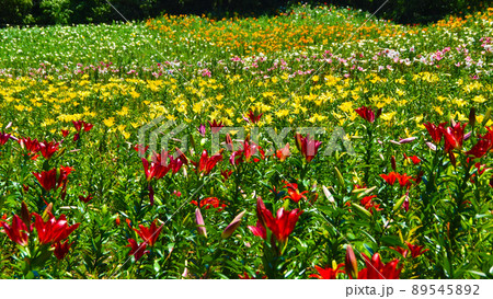 色とりどりのゆりの花が綺麗な可睡ゆりの園 色とりどりのゆりの花が綺麗な可睡ゆりの園 89545892