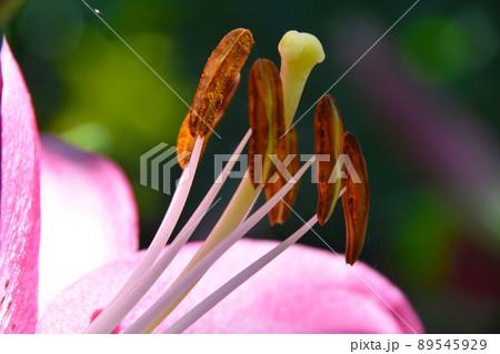 ユリの花が華やかな可睡ゆりの園 ユリの花が華やかな可睡ゆりの園 89545929