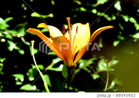 ユリの花が華やかな可睡ゆりの園 ユリの花が華やかな可睡ゆりの園 89545932