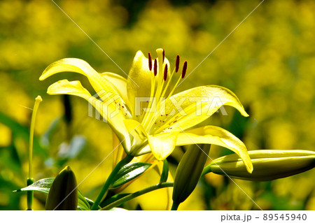 黄色いゆりが一面に咲き誇る可睡ゆりの園 黄色いゆりが一面に咲き誇る可睡ゆりの園 89545940