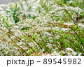ユキヤナギの花 89545982