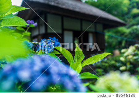 京都府宇治田原町湯屋谷空廣日本緑茶の祖と呼ばれる永谷宗円の生家の紫陽花を撮影 京都府宇治田原町湯屋谷空廣日本緑茶の祖と呼ばれる永谷宗円の生家の紫陽花を撮影 89546139