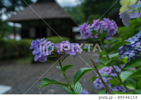 京都府宇治田原町湯屋谷空廣日本緑茶の祖と呼ばれる永谷宗円の生家の紫陽花を撮影 京都府宇治田原町湯屋谷空廣日本緑茶の祖と呼ばれる永谷宗円の生家の紫陽花を撮影 89546154