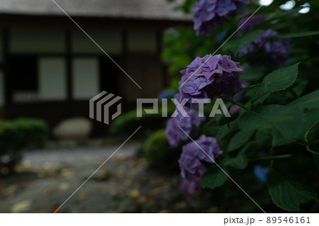 京都府宇治田原町湯屋谷空廣日本緑茶の祖と呼ばれる永谷宗円の生家の紫陽花を撮影 京都府宇治田原町湯屋谷空廣日本緑茶の祖と呼ばれる永谷宗円の生家の紫陽花を撮影 89546161