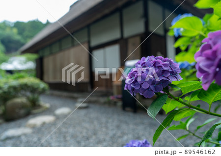 京都府宇治田原町湯屋谷空廣日本緑茶の祖と呼ばれる永谷宗円の生家の紫陽花を撮影 京都府宇治田原町湯屋谷空廣日本緑茶の祖と呼ばれる永谷宗円の生家の紫陽花を撮影 89546162