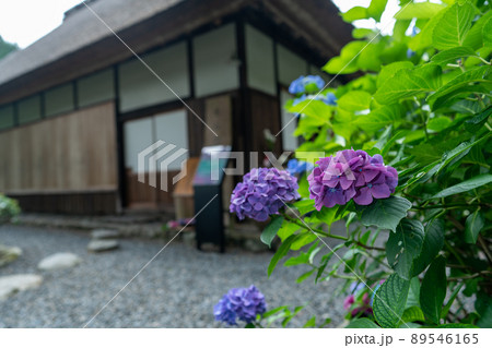 京都府宇治田原町湯屋谷空廣日本緑茶の祖と呼ばれる永谷宗円の生家の紫陽花を撮影 京都府宇治田原町湯屋谷空廣日本緑茶の祖と呼ばれる永谷宗円の生家の紫陽花を撮影 89546165