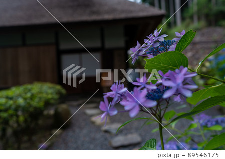 京都府宇治田原町湯屋谷空廣日本緑茶の祖と呼ばれる永谷宗円の生家の紫陽花を撮影 京都府宇治田原町湯屋谷空廣日本緑茶の祖と呼ばれる永谷宗円の生家の紫陽花を撮影 89546175