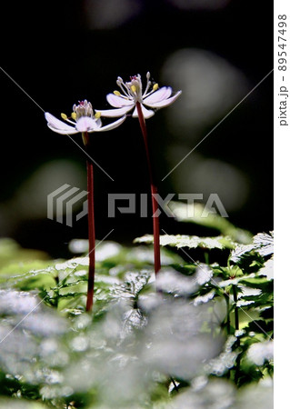 バイカオウレン バイカオウレン 89547498