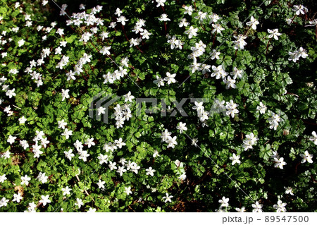 バイカオウレン バイカオウレン 89547500