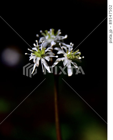 バイカオウレン 89547502