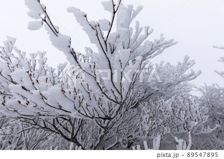 雪の御在所岳 89547895
