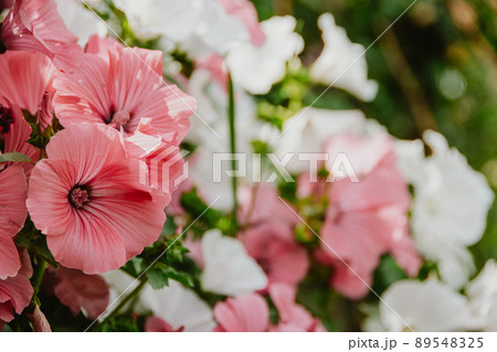 Pink lavatera in summer garden. Flowering bright plants as background. Delicate petals form bell. Florist grows flowers for bouquet. Pink lavatera in summer garden. Flowering bright plants as background. Delicate petals form bell. Florist grows flowers for bouquet. 89548325
