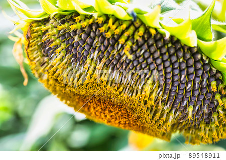 夏の終わりのひまわりの花 89548911